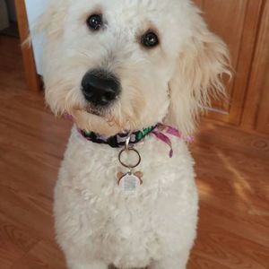 Meet your Posher, Dawn